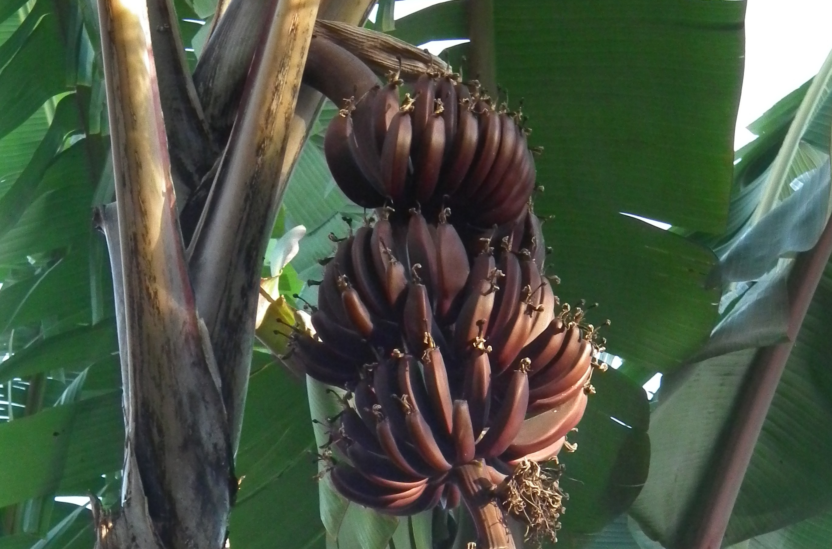 purple banana fruit