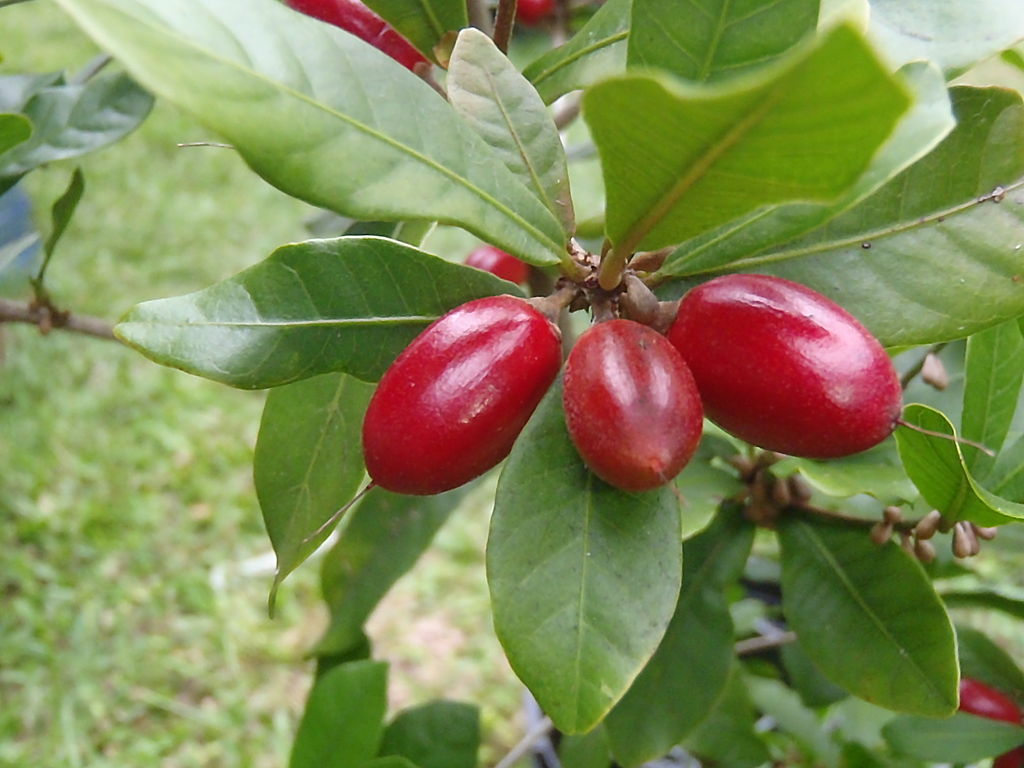 Miracle berry, Hamale Lyman CC0